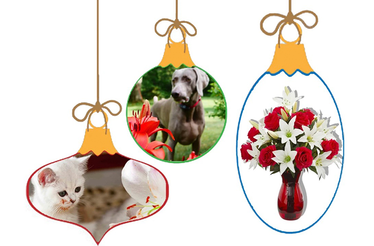 百合和黃水仙.jpg 百合和黃水仙