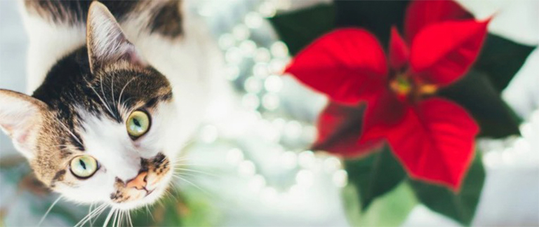 讓動(dòng)物安全放心玩耍.jpg 讓動(dòng)物安全放心玩耍