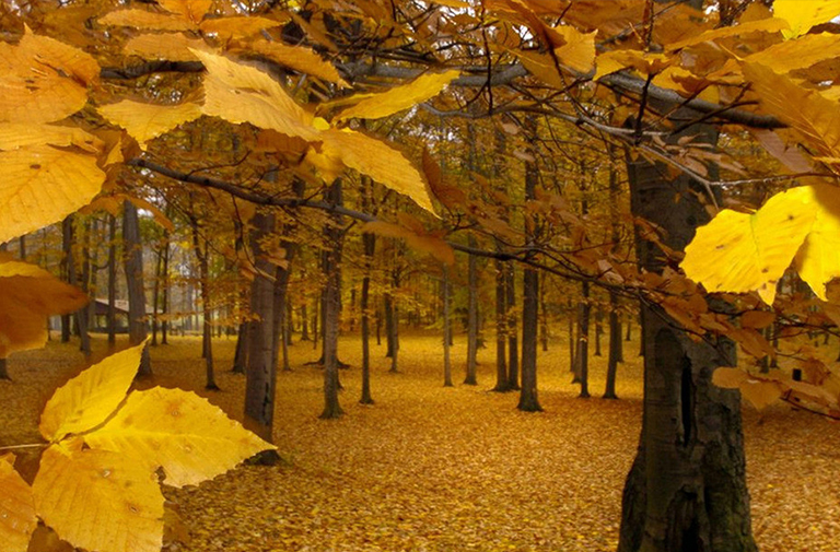 殺死樹木的6種方法.jpg 殺死樹木的6種方法