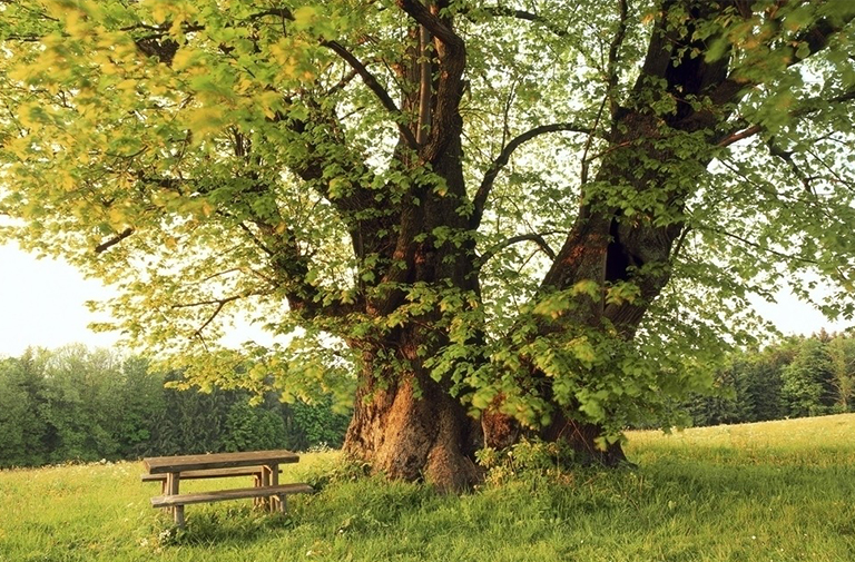 估計林木的年齡.jpg 估計林木的年齡
