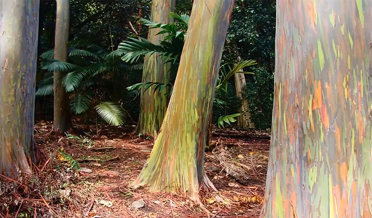 估計林木的年齡.jpg 估計林木的年齡