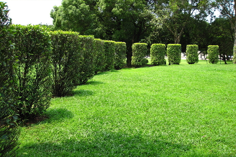 樹木施肥.jpg 樹木施肥