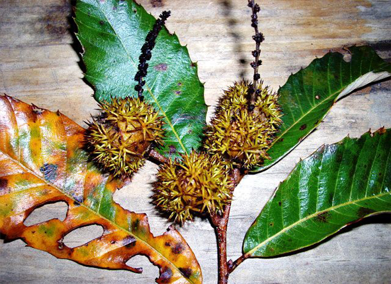 chinkapin樹(shù).jpg chinkapin樹(shù)