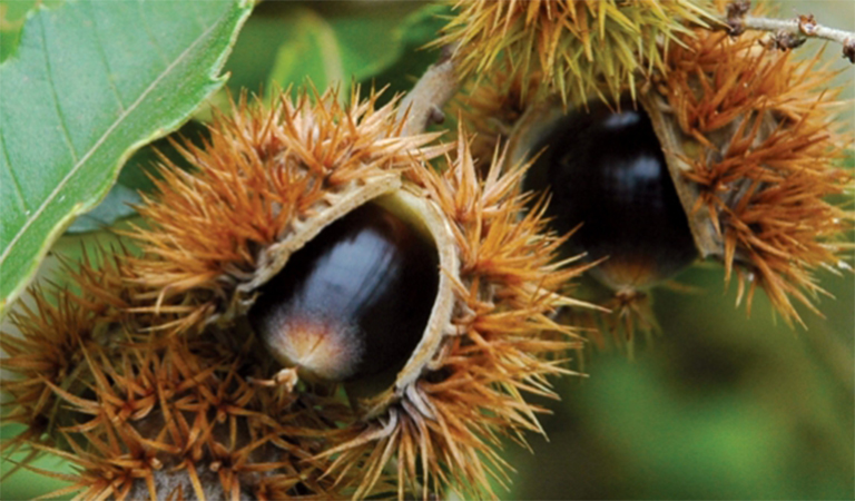 chinkapin樹(shù).jpg chinkapin樹(shù)