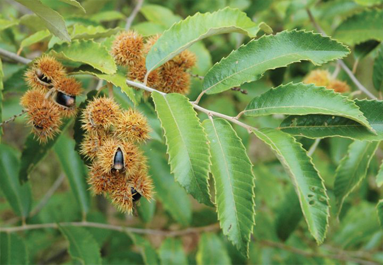 chinkapin樹(shù).jpg chinkapin樹(shù)