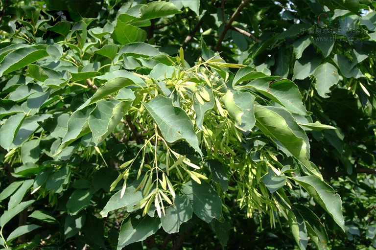 美國(guó)紅梣.jpg 美國(guó)紅梣