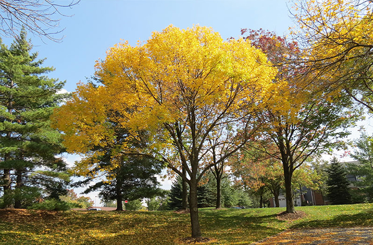 美國(guó)紅梣.jpg 美國(guó)紅梣