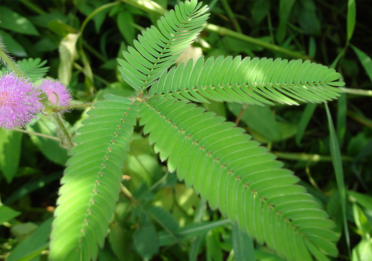 含羞草.jpg 含羞草