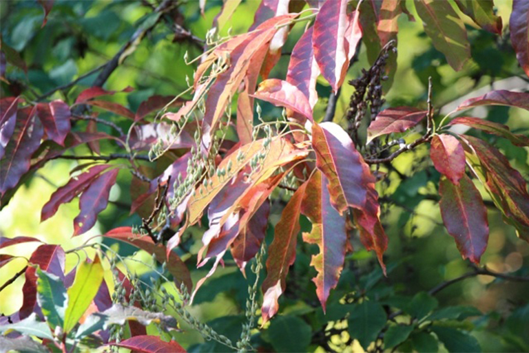 仿真樹.jpg 仿真樹