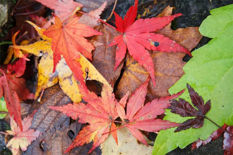 日本楓木.jpg 日本楓木