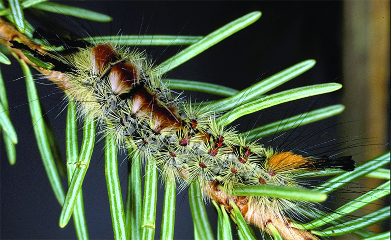格拉斯冷杉草蛾幼蟲.jpg 格拉斯冷杉草蛾幼蟲