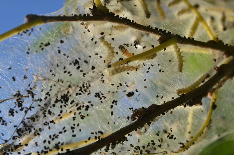 秋季網(wǎng)絡(luò)蠕蟲.jpg 秋季網(wǎng)絡(luò)蠕蟲