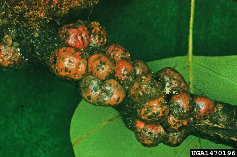 規(guī)模的昆蟲感染植物.jpg 規(guī)模的昆蟲感染植物