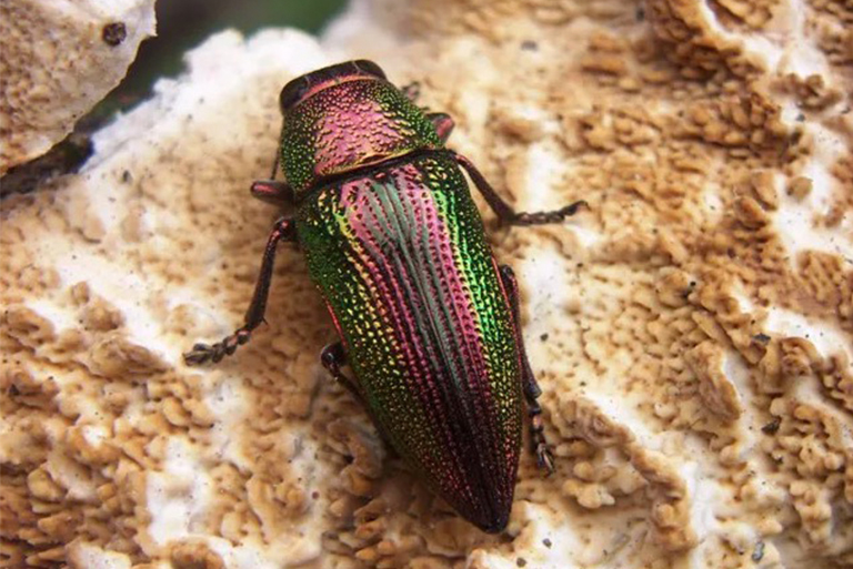 珠寶甲蟲.jpg 珠寶甲蟲