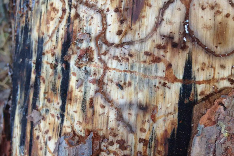 南方松甲蟲樹損害.jpg 南方松甲蟲樹損害