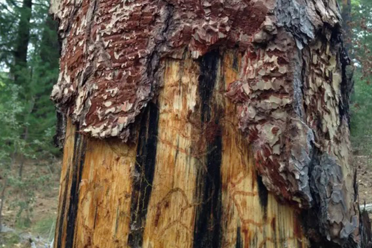 西松甲蟲對樹木的傷害.jpg 西松甲蟲對樹木的傷害