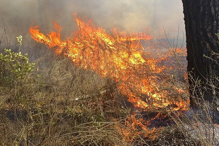 樹(shù)木野火.jpg 樹(shù)木野火