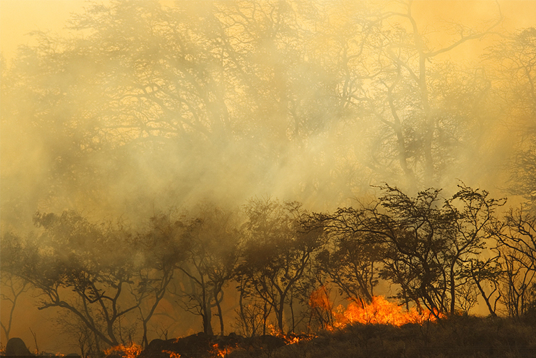 樹(shù)木野火.jpg 樹(shù)木野火
