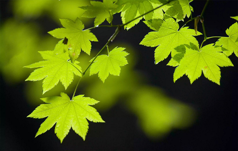 關閉藤槭樹葉子.jpg 關閉藤槭樹葉子