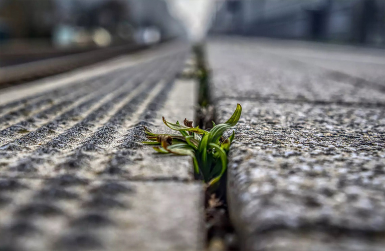 雜草生長在人行道的縫隙中.jpg 雜草生長在人行道的縫隙中