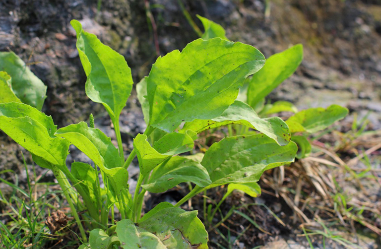 車前草專業(yè)在一片草地.jpg 車前草專業(yè)在一片草地