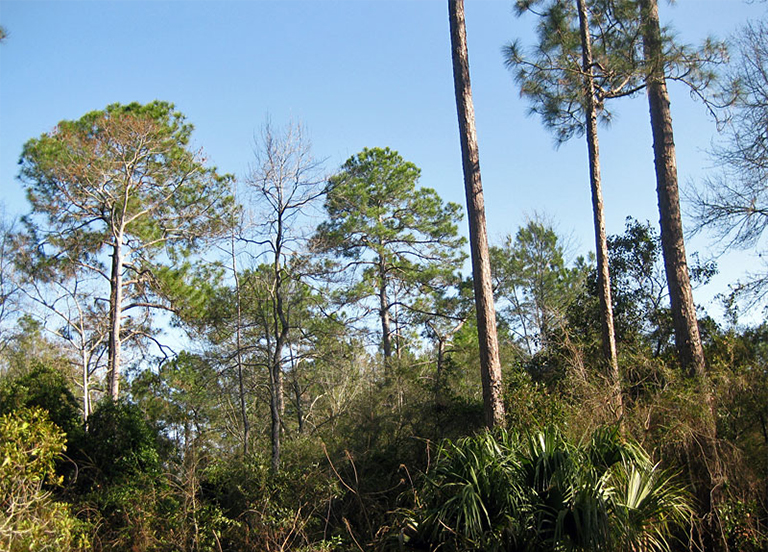 黃松(Elliottii).jpg 黃松(Elliottii)