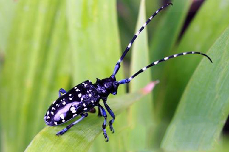 亞洲長角甲蟲.jpg 亞洲長角甲蟲