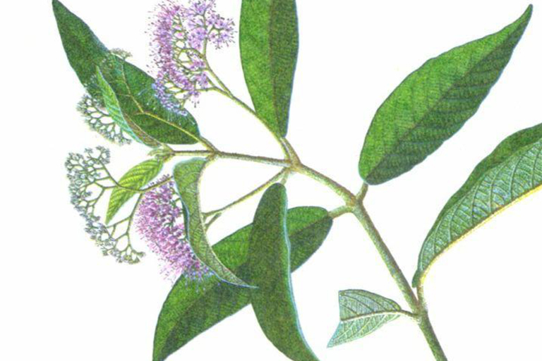 裸花紫珠.jpg 裸花紫珠