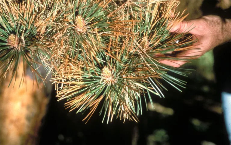 針葉樹病的預(yù)防和控制.jpg 針葉樹病的預(yù)防和控制