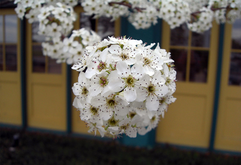 山茱萸.jpg 山茱萸