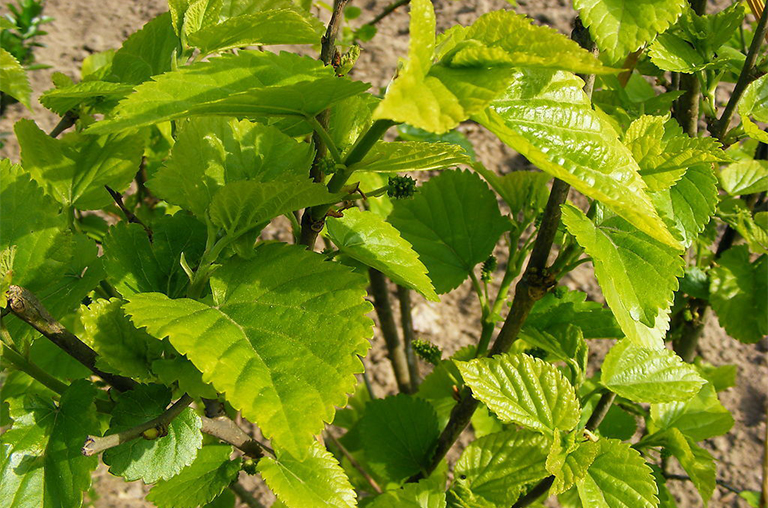 桑樹(shù)4.jpg 桑樹(shù)