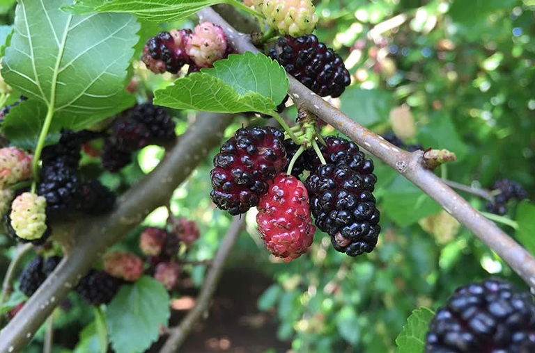 桑樹(shù).jpg 桑樹(shù)