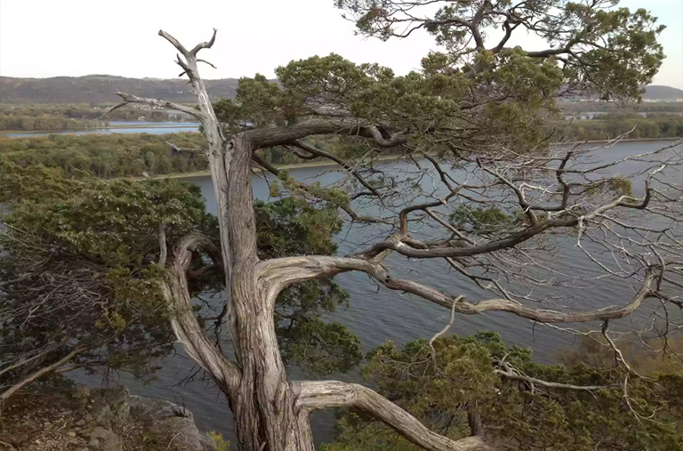 老東部柳杉樹.jpg 2.jpg