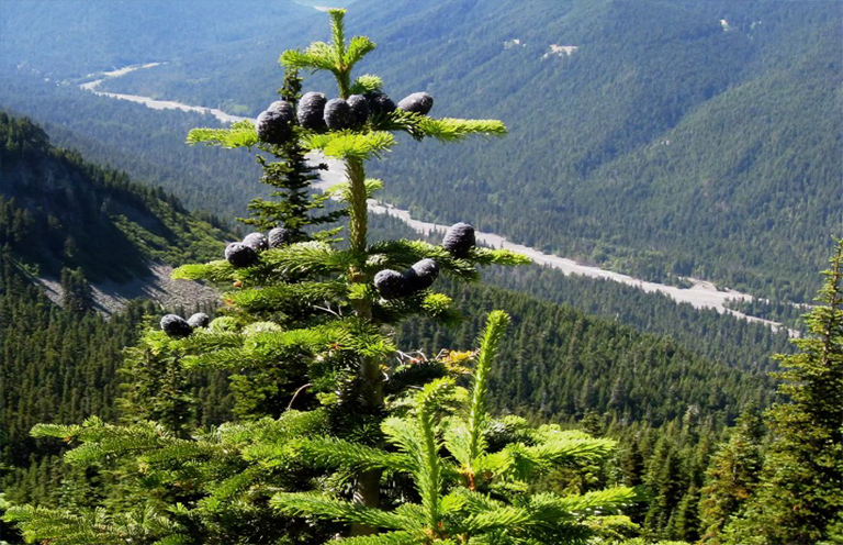 大杉樹枝.jpg 大杉樹枝