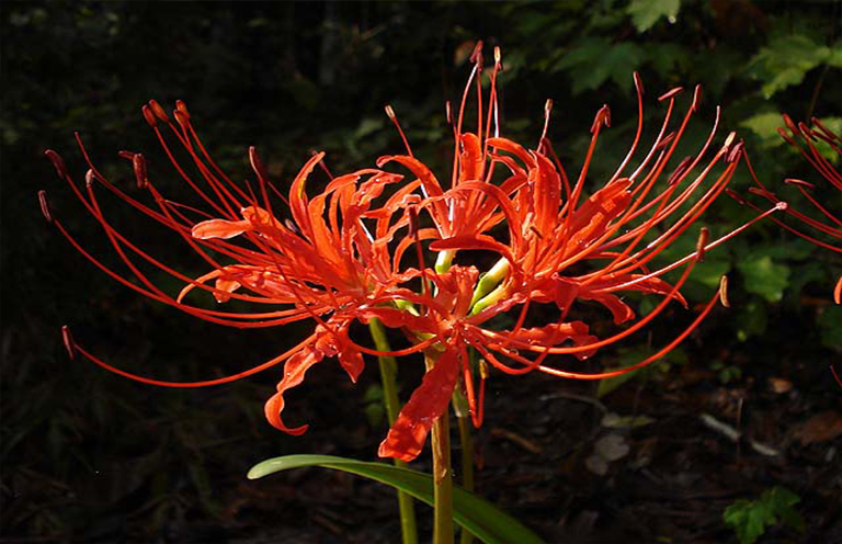Lycoris radiata.jpg Lycoris radiata