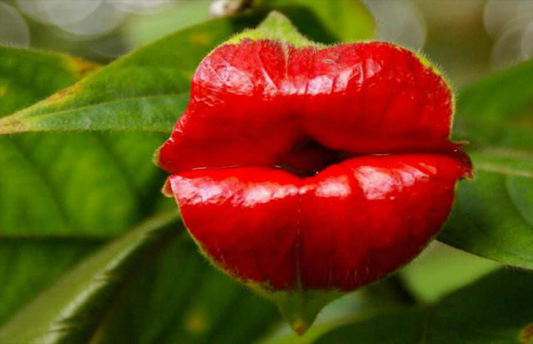 Psychotria elata.jpg Psychotria elata