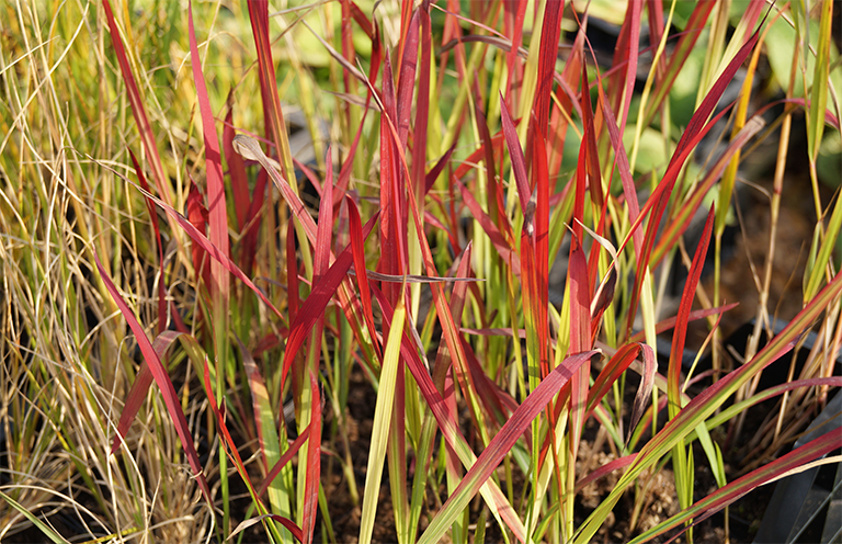 Imperata cylindrica.jpg Imperata cylindrica