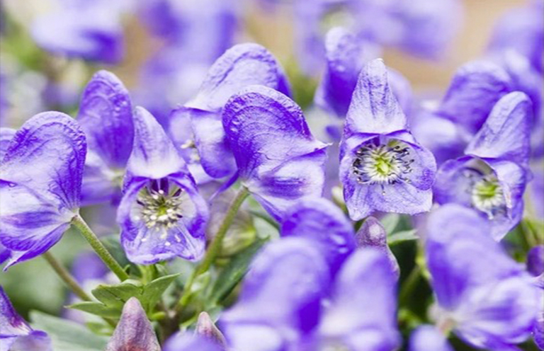 惡魔頭盔.jpg 惡魔頭盔