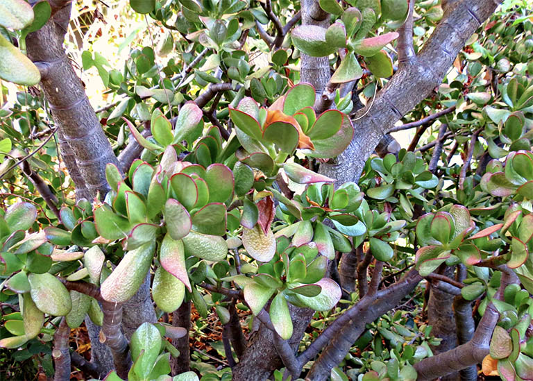 千層石景觀.jpg 千層石景觀