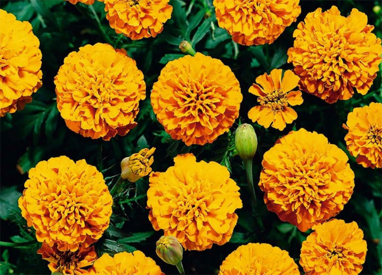 萬壽菊.jpg 萬壽菊