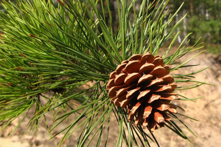 瀝青松果.jpg 瀝青松果