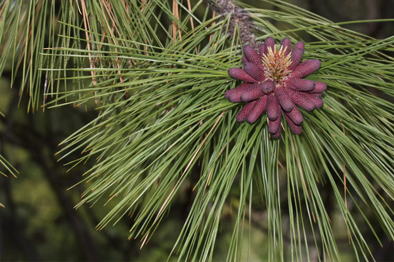 黃松樹(shù).jpg 黃松樹(shù)