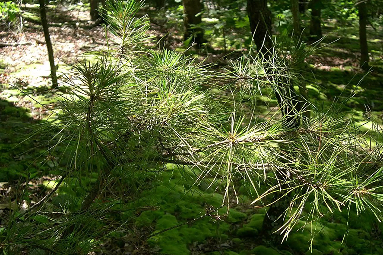 短葉松樹(shù).jpg 短葉松樹(shù)