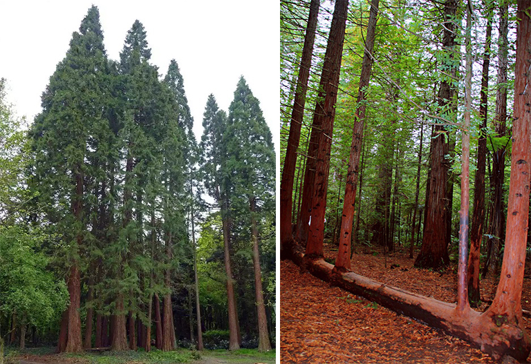 紅木樹.jpg 紅木樹