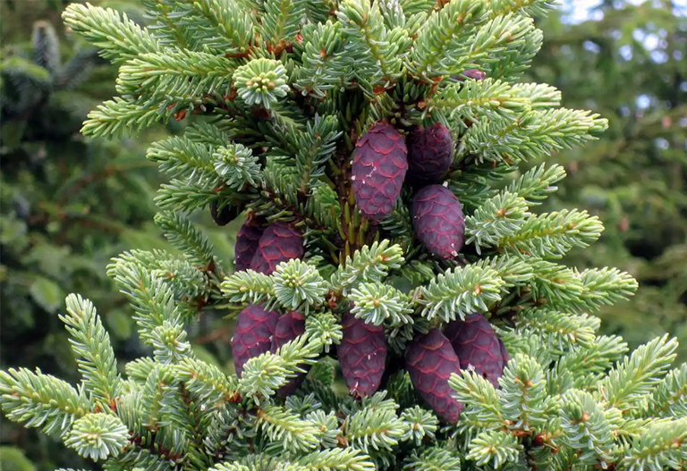 與松果的黑云杉的樹枝.jpg 與松果的黑云杉的樹枝