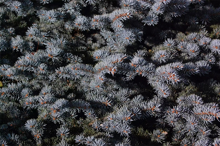 科羅拉多州藍(lán)色云杉樹.jpg 科羅拉多州藍(lán)色云杉樹