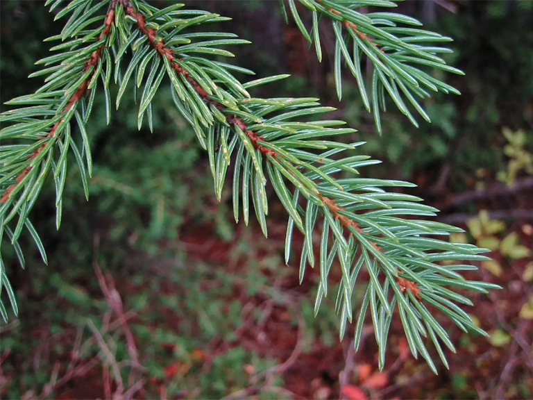 恩格曼云杉的樹枝.jpg 恩格曼云杉的樹枝g