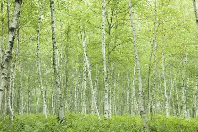 區(qū)分硬木和軟木樹.jpg 區(qū)分硬木和軟木樹