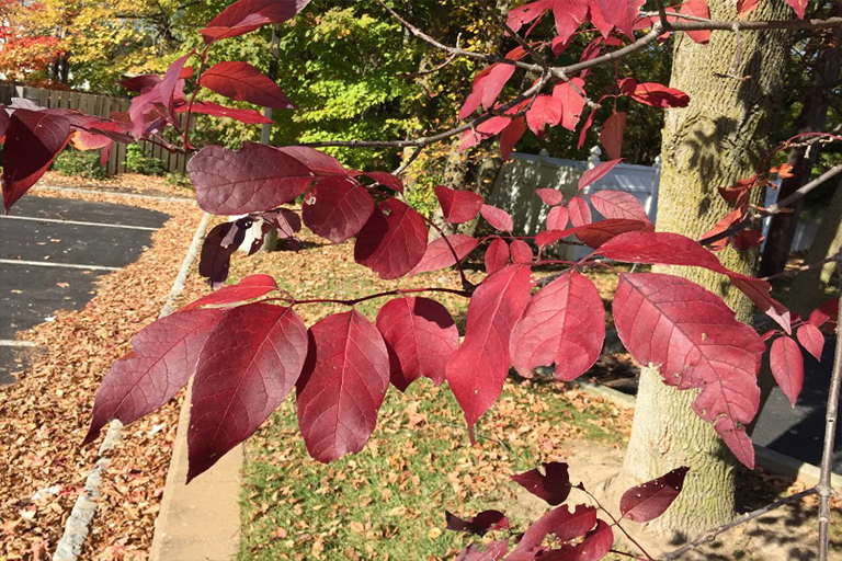 白灰樹1.jpg 白灰樹