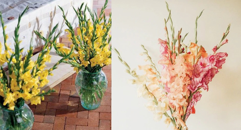 唐菖蒲.jpg 唐菖蒲